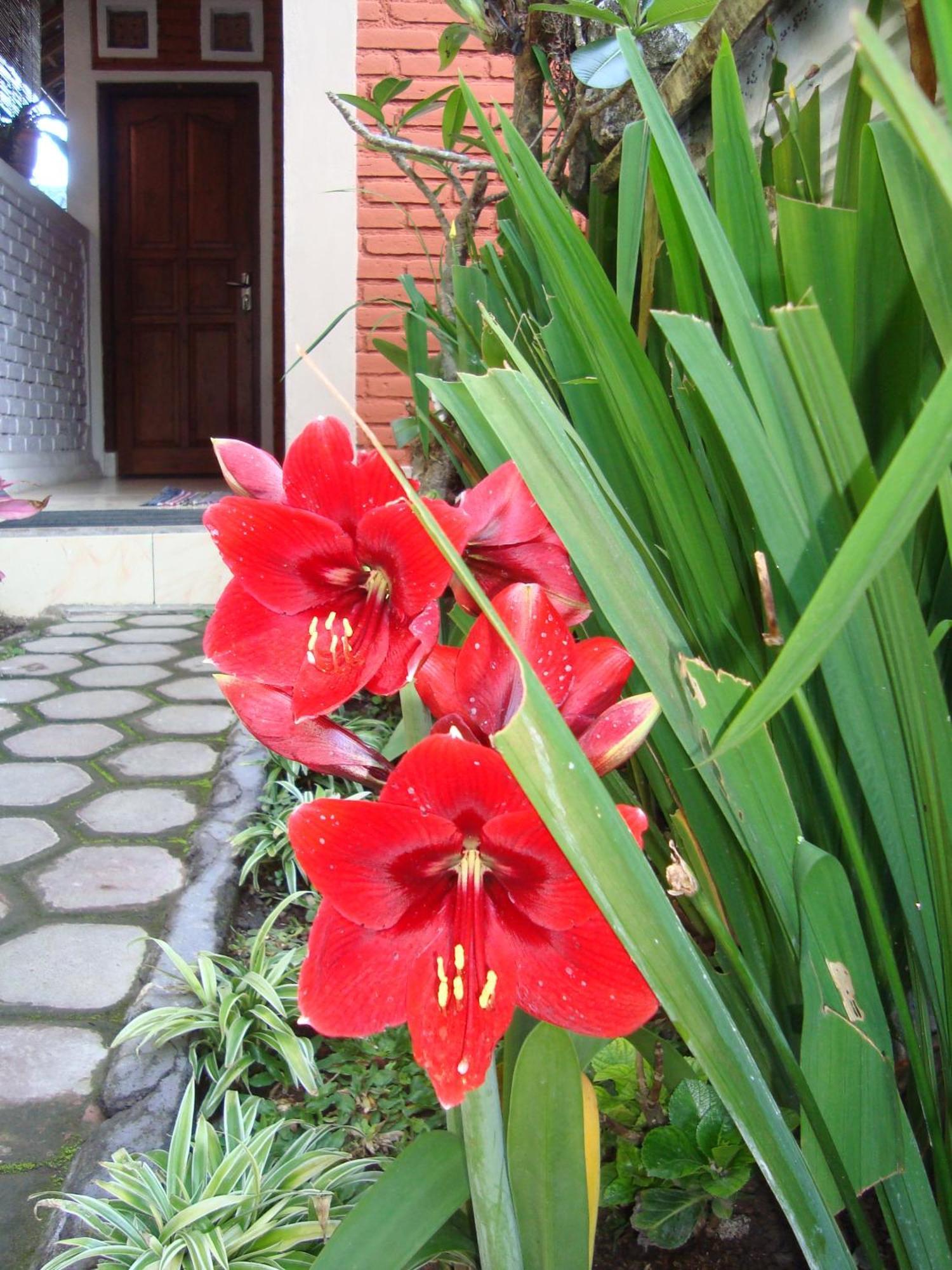 Taman Ayu Homestay Munduk Mitra Reddoorz Exterior foto